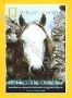 НГО: Ирландские скакуны (1985)
